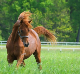Illustration article : Vente de chevaux vivants : une baisse du taux de TVA en vue ?