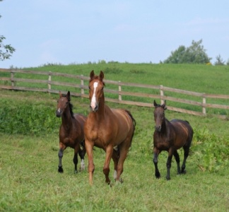 Illustration article : Gardiennage de chevaux : quelle fiscalité appliquer ?