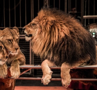 Illustration article : Interdiction des spectacles itinérants avec des animaux non domestiques : des aides possibles