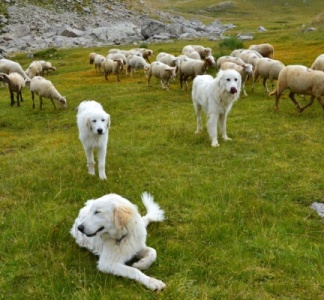 Illustration article : Chiens de protection des troupeaux : du nouveau !
