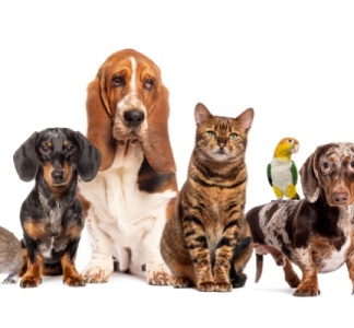 Illustration article : Bien-être animal : une réglementation détaillée