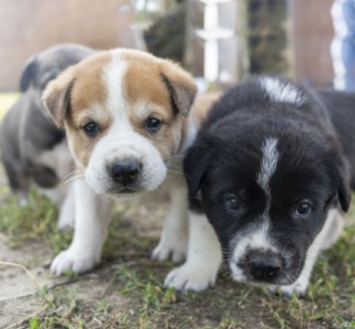 Illustration article : Élevages canins : une question de distance…