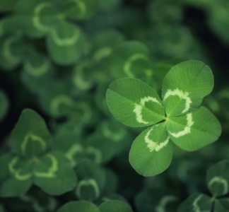 Illustration article : Joaillerie : le trèfle à quatre feuilles victime d’un parasit(isme) ?
