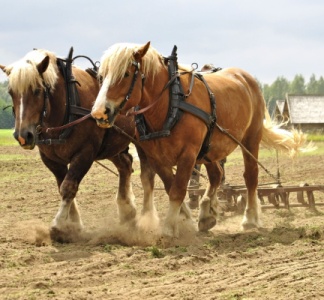Illustration article : Transition écologique : tous à cheval ?