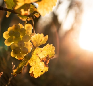 Illustration article : Viticulture : déblocage d’aides pour le secteur