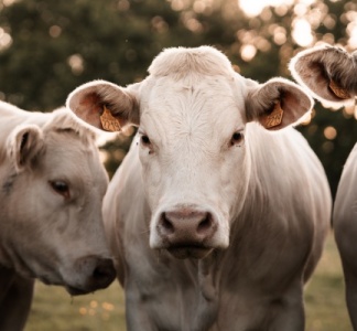 Illustration article : Maladie bovine : une aide financière possible