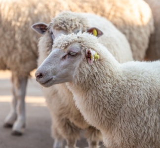 Illustration article : Identification des ovins et des caprins : des mouvements plus suivis