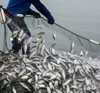 Illustration article : TVA à taux réduit : même pour les poissons d’empoissonnement ?