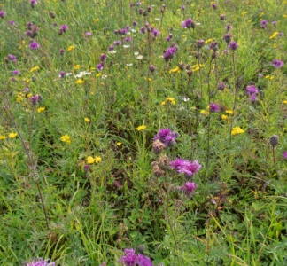 Illustration article : Agriculteurs : moins de jachères pour plus de cultures en 2024 ?