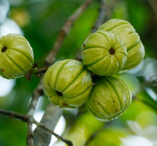 Illustration article : Garcinia cambogia : interdiction temporaire