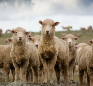 Illustration article : Fièvre catarrhale ovine : quelle est la réponse du Gouvernement ?