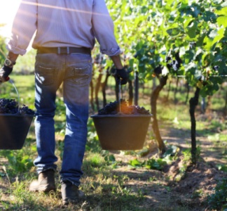 Illustration article : Travail saisonnier agricole : la lutte contre la fraude s’organise