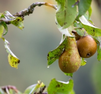 Illustration article : Aides couplées végétales : du nouveau pour la catégorie « Fruits transformés »