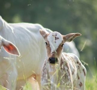 Illustration article : Visites sanitaires obligatoires pour la filière bovine : une expérimentation mise en place !