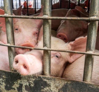 Illustration article : Abattoirs et protection de l’environnement : quelles modalités ?