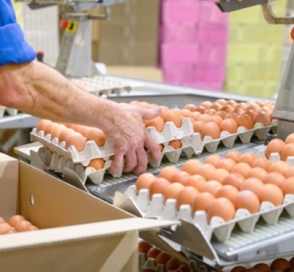 Illustration article : Sécurité alimentaire : la filière « œuf » (encore) concernée