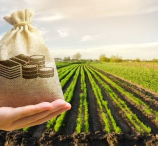 Illustration article : Aides couplées végétales : publication de certains montants pour 2024