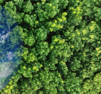 Illustration article : Renouvellement forestier : comment toucher les aides ?