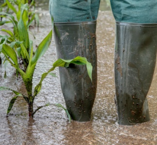 Illustration article : Intempéries : une aide pour les agriculteurs