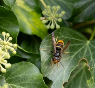 Illustration article : Frelons asiatiques : un plan pour aider les apiculteurs