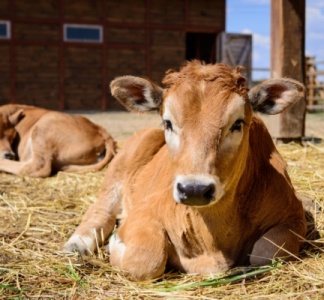 Illustration article : Élevage : le point sur les épidémies