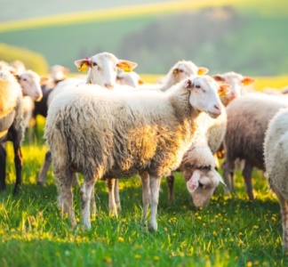 Illustration article : Agriculture : vers une reconquête de la souveraineté