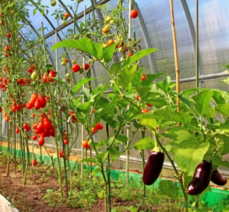Illustration article : Légumes d’été sous serres chauffées : attention à la date de vente !