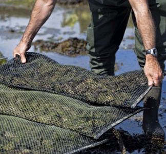 Illustration article : Professionnels de la conchyliculture : l’Urssaf vous aide !