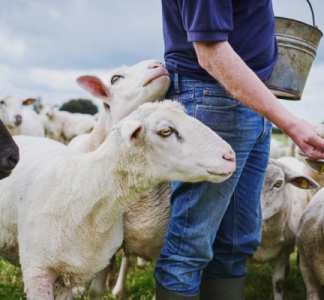Illustration article : Maladies : le point sur le transport des animaux à risque