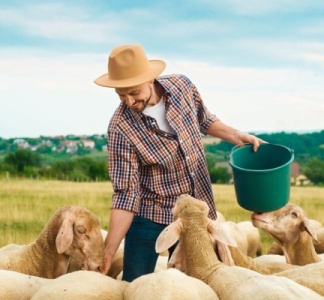 Illustration article : Agriculture : aides financières pour les éleveurs