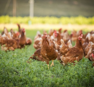 Illustration article : Grippe aviaire : un niveau négligeable ?