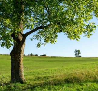 Illustration article : Producteurs de cerises et de noix : des pertes indemnisées ?