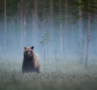 Illustration article : Animaux sauvages : des mesures à signaler