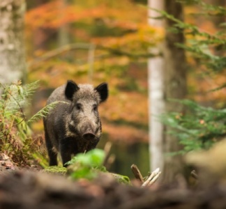 Illustration article : Clôture des espaces naturels : du nouveau