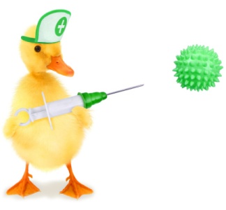 Illustration article : Grippe aviaire : la campagne de vaccination des canards est lancée !