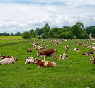 Illustration article : Maladie hémorragique épizootique : une prise en charge des frais possible