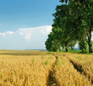 Illustration article : Erreur du notaire dans la notification du droit de préemption de la SAFER : cas vécu…