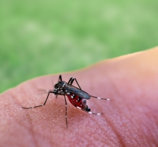 Illustration article : Paludisme en Guyane : plus de tests rapides d'orientation diagnostique !