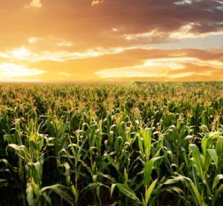 Illustration article : Vente d’une parcelle agricole et préemption de la SAFER : une procédure à respecter