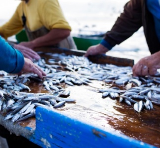 Illustration article : Pêcheurs, antériorités et sous-quotas : quelques modifications !