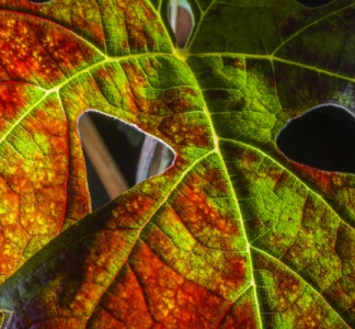 Illustration article : Flavescence dorée : le Gouvernement met en place une aide pour les viticulteurs