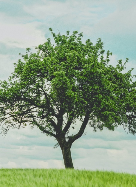 Photographie d'un arbre